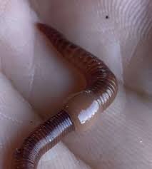 Image result for Red Wigglers