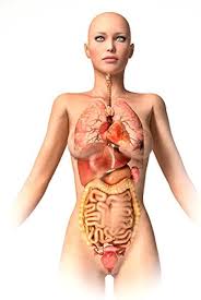 Image result for internal organs