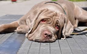 It was recognised as a breed by the ente nazionale della cinofilia italiana in 1949, and accepted by the fédération cynologique internationale in 1956. What Is A Neapolitan Mastiff The Proud Italian