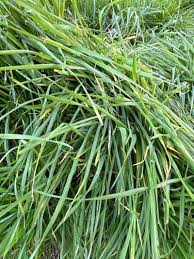 Image result for Cenchrus clandestinus