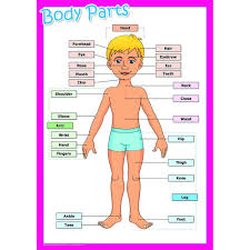 Ankle, aorta, back, backwards, bite, blue+eyes, body, body parts, bone, brain, brown eyes, butt, calf, calves, cartoon eyes. Body Parts Poster Science From Early Years Resources Uk