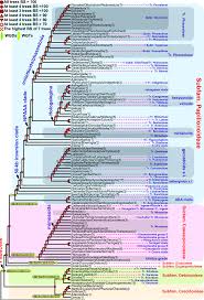 Image result for Fabaceae subfamily Papilionoideae