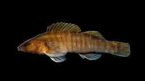 Image result for Hemarthria natans