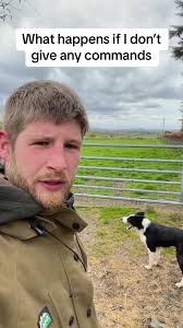 What Happens if a Sheepdog Works Without Commands