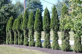 Clean and sanitize your pruning shear before you start pruning. Deer Have Stripped The Yews And Arborvitae Gardening Q A With George Weigel Pennlive Com