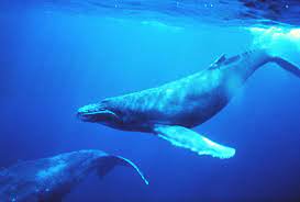 5 won (buckelwal (humpback whale)) catalog code: Buckelwal Wikipedia