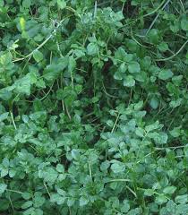 Image result for Nasturtium microphyllum