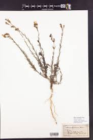 Image result for Hugonia platysepala