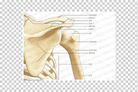 The acromion.—the acromion forms the summit of the shoulder, and is a large, somewhat triangular or oblong process, flattened from behind forward, projecting at first lateralward, and then curving forward and upward, so. Thumb Shoulder Bone Scapula Anatomy Arm Angle Text Hand Png Klipartz