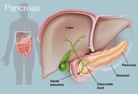 Pancreas Human Anatomy Picture Function Conditions