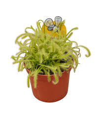 Image result for Drosera