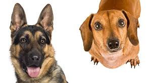 German shepherd is one of the most popular, intelligent and demanding dog breed. German Shepherd Dachshund Mix What To Expect From A Curious Cross