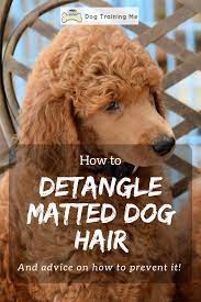 Are You Dealing With A Tangled Mess When Trying To Groom Your Dog You Need To Learn How To Detangle Matted Dog Hair Labradoodle Grooming Goldendoodle Grooming