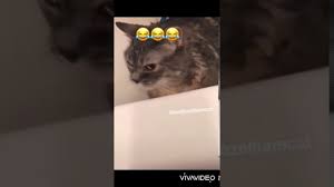 Komik Konusan Kediler 2 Nankor Diyen Kedi Kediozelharecat Youtube
