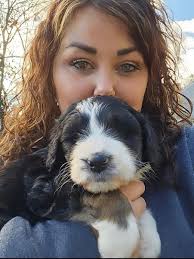 Western Mass Doodles LLC