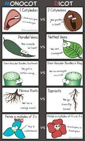 Monocot Vs Dicot Biology Classroom Science Biology Biology Lessons