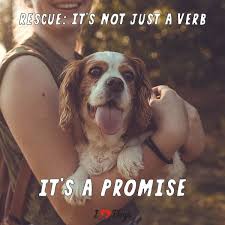 Rescue It S Not Just A Verb It S A Promise Dog Meme Dog Inspirational Dog Quotes Quotes About Dogs Dog Quotes Dog Quotes Funny Rescue Dogs