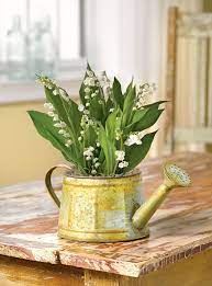 Lily Of The Valley Bulb Basket Convallaria Bulbs Gardeners Com Lily Of The Valley Flowers Lily Of The Valley Valley Flowers