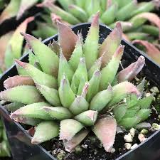 Image result for Salacia chlorantha