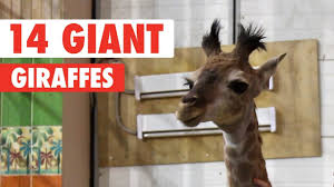 A large collection of funny images and photos of animals. Awkward Giraffes Funny Animal Compilation 2018 Youtube
