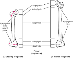 Longitudinal growth occurs at the epiphyseal plate, a thin layer of cartilage entrapped between epiphyseal and metaphyseal bone, located at the distal ends of the long bones. 38 2d Growth Of Bone Biology Libretexts