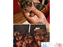 Get an alert with the newest ads for yorkie in alberta. Beautiful Newborn Yorkies For Sale Yorkshire Terrier United States