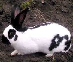 Black And White Spotted Rabbit Breeds Checkered Giant Rabbit Modern Farming Methods Rabbit Breeds Giant Rabbit Breeds Giant Rabbit