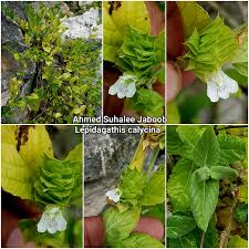 Image result for Dicliptera hensii