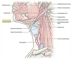 The carotids reside beneath the skin on either side, and the pulse can be felt easily with your hand. Easy Notes On Common Carotid Arteries Learn In Just 4 Minutes Earth S Lab