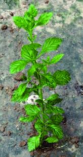 Image result for Scoparia