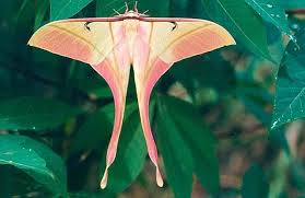 Check spelling or type a new query. Actias Rhodopneuma Moth Plant Leaves Creepers