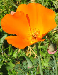 California city celebrated several milestones before its shortcomings became clear. List Of San Francisco Bay Area Wildflowers Wikipedia