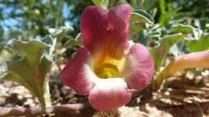 Image result for Harpagophytum procumbens