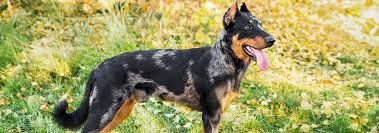 Check out our beauceron puppy selection for the very best in unique or custom, handmade pieces from our shops. Beauceron Dog Breed Facts And Personality Traits Hill S Pet