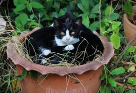 For example, if you have trash bins in the yard, make sure that they are always if the neighbor's cat pops in your yard, there are many things you can do, besides standing on the porch to get ready to chase cats away. Being A Good Neighbor While Feeding Feral Cats Feral Cat Coalition Of Oregon