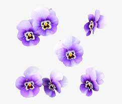 It is a very clean transparent background image and its resolution is 900x870 , please mark the image source when quoting it. Fiori Viola Png 750x720 Png Download Pngkit