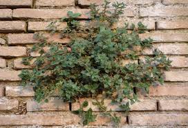 Image result for Droguetia iners