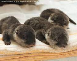 Baby Otters I Want 10 Cute Animals Cute Animal Photos Animals Beautiful
