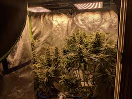 00:00 20 june in interior design by moderni. New Lights 2x Atreum 288 2 S 3000k Upgrade From Bestva Full Spectrum Amazon Special Hope It Makes My Babies Shine In The Last Weeks Microgrowery