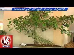 Bonsai Trees Exhibition In Vishakapatnam 13 04 2015 Youtube