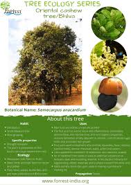 Image result for Anacardium