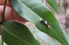 Leaf feeding caterpillars (including leaves of flowering plants, bushes and other ornamentals, vegetables and trees), azalea leafminers, green cloverworm, fruit eating caterpillars, legume feeding caterpillars, vegetable feeding caterpillars, stem and trunk boring. Love Butterflies Host Caterpillars Pollinator Link