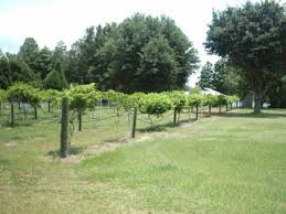 I remember seeing a vine just growing out of a huge container in my parents' front yard when i was small. Muscadines The Southern Fruit Growing Alabama