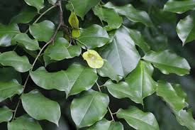 Image result for Pterocarpus indicus