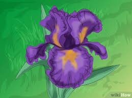 Bearded irises should be divided every three to five years, as the plants quickly become overcrowded and don't bloom well. How To Divide Bearded Irises 8 Steps With Pictures Wikihow