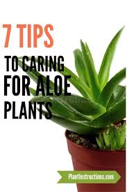 Care For Aloe Vera Plants Howdoesahealthynutritionhelp In 2020 Growing Aloe Vera Aloe Plant Care Aloe Vera Plant