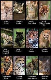 What Type Of Wild Animal Are You Months Felines Types Of Wild Cats Animals Wild Wild Cats