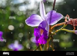Image result for Thunbergia graminifolia