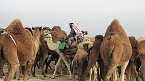 Another way of referring to people who identify as muslim is by calling them followers of islam. Even Camels Struggle To Survive In War Torn Dry Iraq Al Monitor The Pulse Of The Middle East