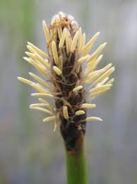 Image result for Eleocharis limosa